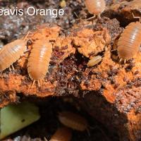 Isopodi Porcellio Laevis Orange