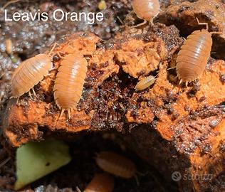 Isopodi Porcellio Laevis Orange
