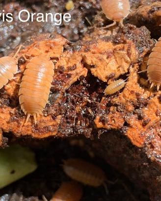 Isopodi Porcellio Laevis Orange