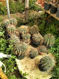 piante grasse 