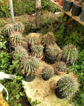 piante grasse 