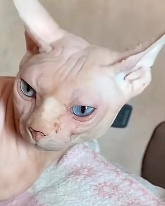 Cedosi gatto