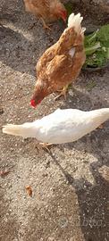 Galline