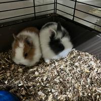 Conigli nani, gechi e ricci