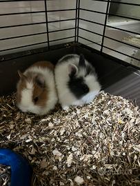 Conigli nani, gechi e ricci