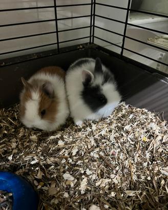 Conigli nani, gechi e ricci