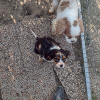 Cavalier king tricolore con pedigree