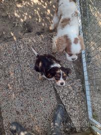 Cavalier king tricolore con pedigree