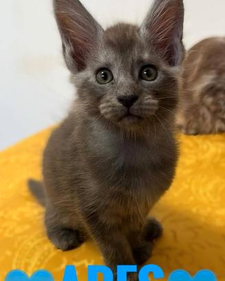 Cuccioli di Maine Coon