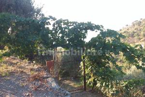 Terreno agricolo scaletta superiore