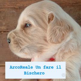 Golden retriever inglese cuccioli