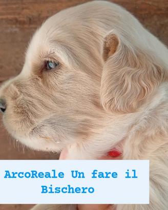 Golden retriever inglese cuccioli