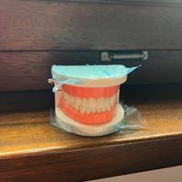 Dentiera finta da esposizione