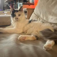 Femmina Maine Coon sterilizzata