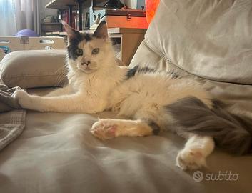 Femmina Maine Coon sterilizzata