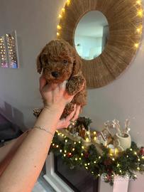 Cuccioli Barboncini Toy Red 60 gg