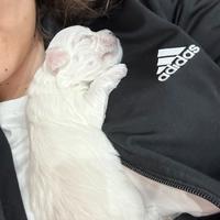 Maltese