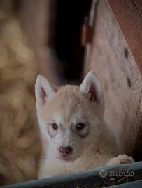 Siberian husky cuccioli