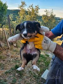 Cuccioli border colliie