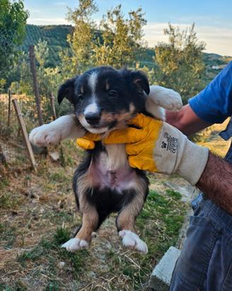 Cuccioli border colliie
