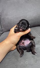 Volpino Pomerania TOY Black&Tan Lilac&Tan Pedigree