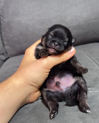 Volpino Pomerania TOY Black&Tan Lilac&Tan Pedigree