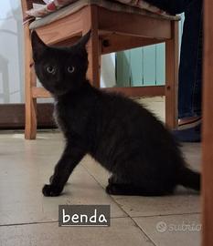 Benda gattina 2 mesi