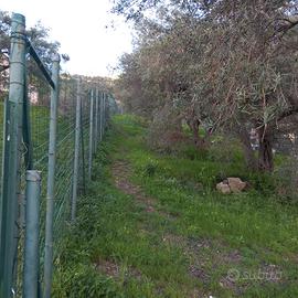 Terreno uliveto