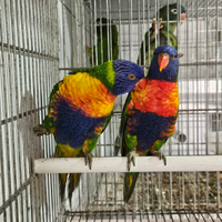 Coppia lory arcobaleno Anno 2025