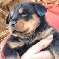 Cuccioli di rottweiler