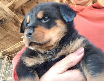 Cucciola di rottweiler