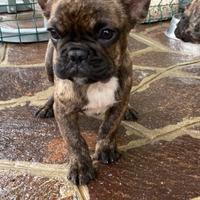 Bulldog francese