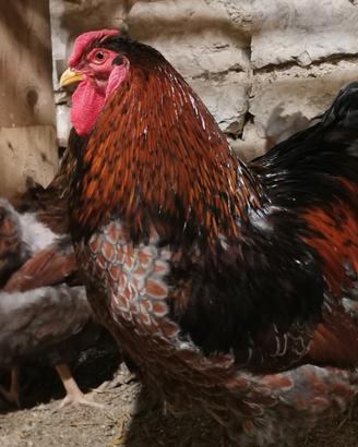Coppia di Wyandotte oro orlo blu