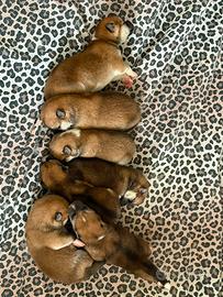 disponibili cuccioli akita
