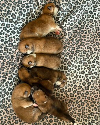 disponibili cuccioli akita