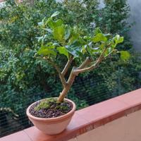 bonsai di limone 