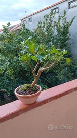 bonsai di limone 