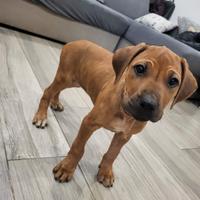 Cucciolo Rhodesian Ridgeback