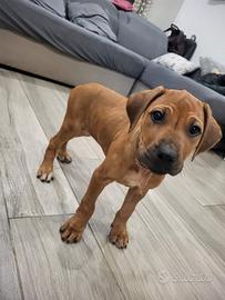Cucciolo Rhodesian Ridgeback