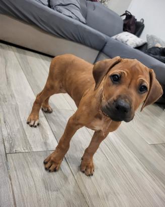 Cucciolo Rhodesian Ridgeback