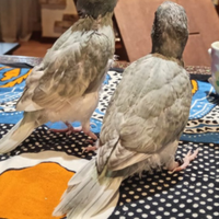 Kakariki allevato a mano