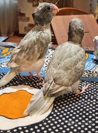 Kakariki allevato a mano