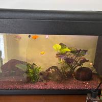 Acquario 100lt funzionante (con pesci)