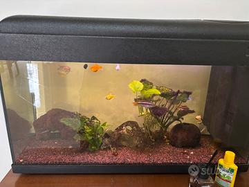 Acquario 100lt funzionante (con pesci)