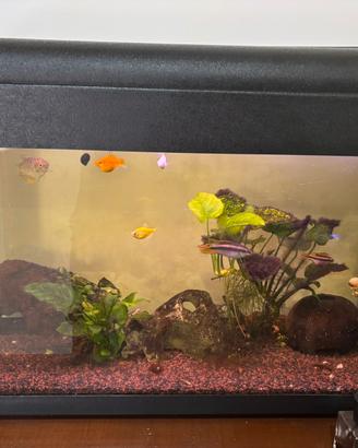 Acquario 100lt funzionante (con pesci)