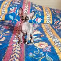 Cuccioli di Canadian Sphynx