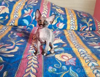 Cuccioli di Canadian Sphynx