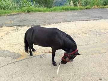pony cavallo