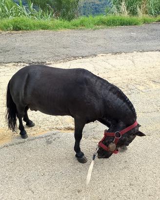 pony cavallo