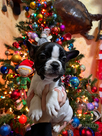 Bulldog francese
